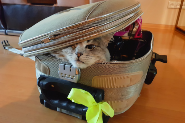 Cat travelling checklist for owners